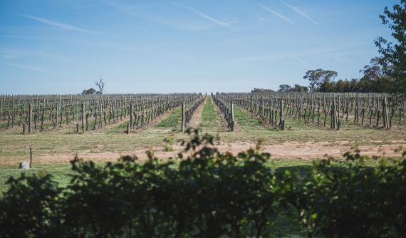 ICC Sydney’s recovery returns its Orange wine region purchasing to pre-COVID levels