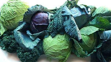 ICC Sydney Loves: Cabbages